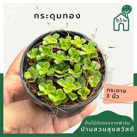 กระดุมทอง ส่งพร้อมกระถาง 3 นิ้ว