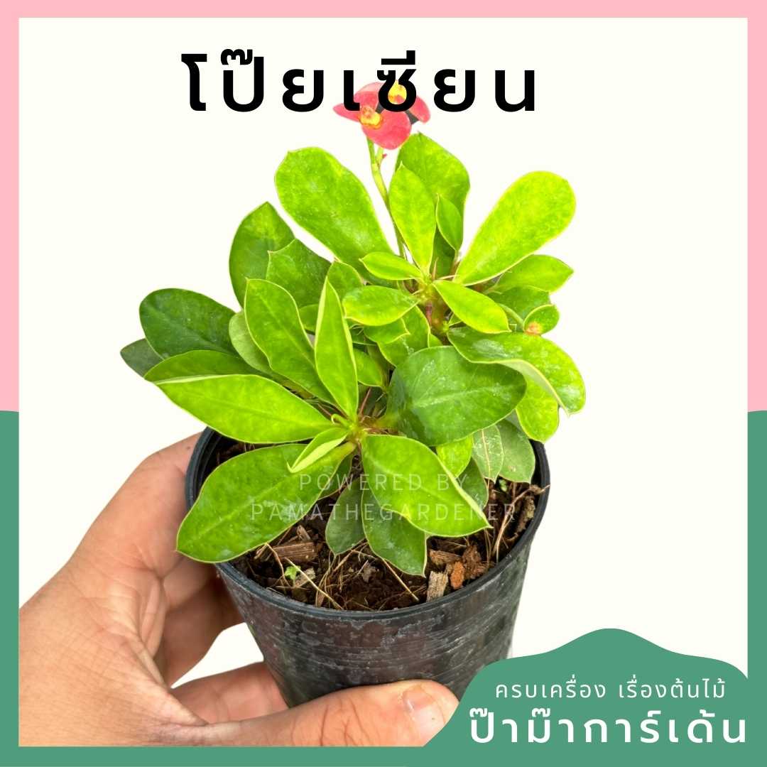 โป๊ยเซียนแคระ ส่งพร้อมกระถาง 3 นิ้ว