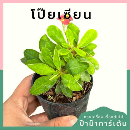 โป๊ยเซียนแคระ ส่งพร้อมกระถาง 3 นิ้ว