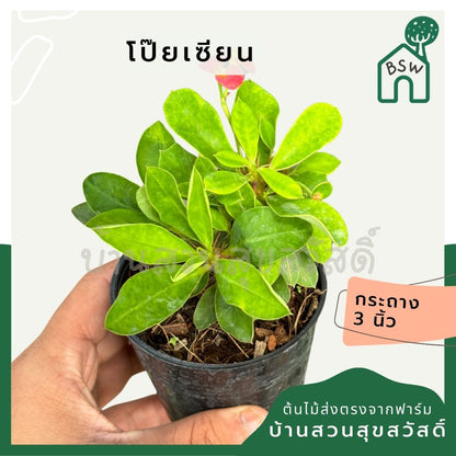 โป๊ยเซียนแคระ ส่งพร้อมกระถาง 3 นิ้ว