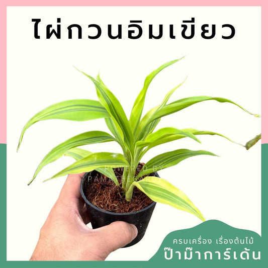 ไผ่กวนอิมเขียว ส่งพร้อมกระถาง 3 นิ้ว