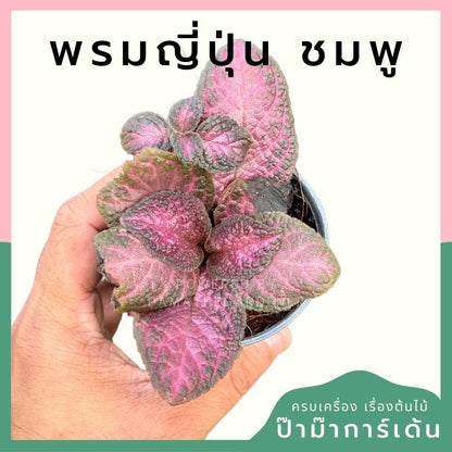 พรมญี่ปุ่นชมพู ส่งพร้อมกระถาง 3 นิ้ว