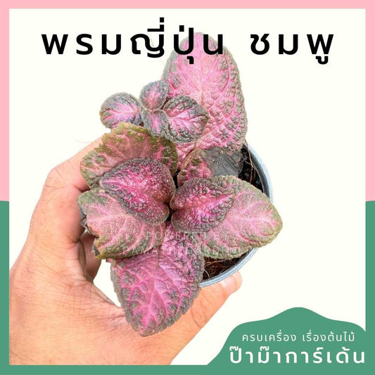 พรมญี่ปุ่นชมพู ส่งพร้อมกระถาง 3 นิ้ว