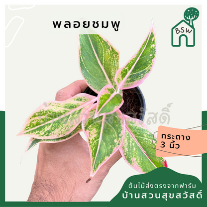 พลอยชมพู ส่งพร้อมกระถาง 3 นิ้ว