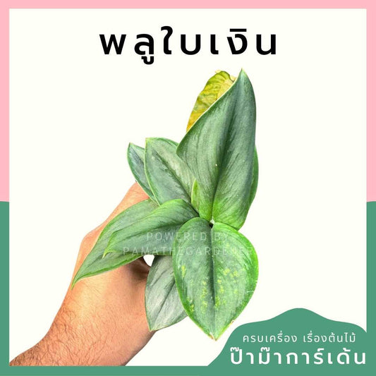 พลูใบเงิน ส่งพร้อมกระถาง 3 นิ้ว
