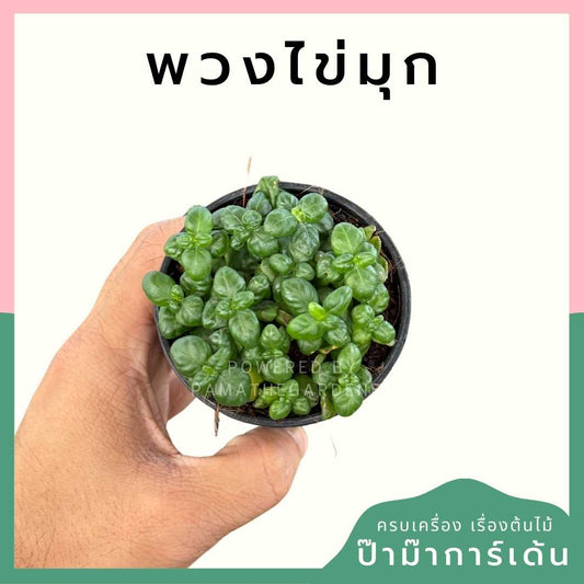 พวงไข่มุก ส่งพร้อมกระถาง 3 นิ้ว