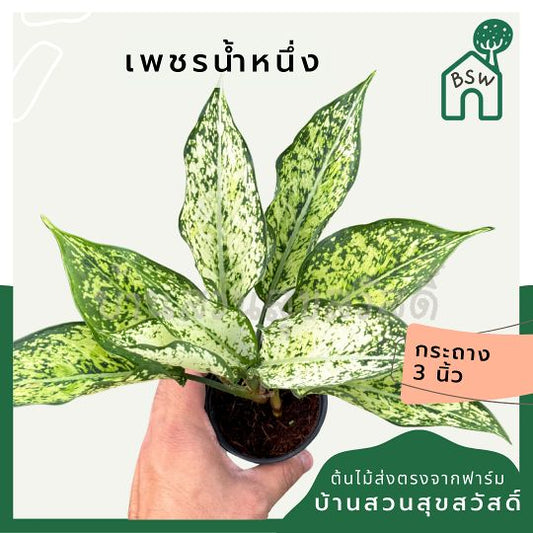 เพชรน้ำหนึ่ง ส่งพร้อมกระถาง 3 นิ้ว