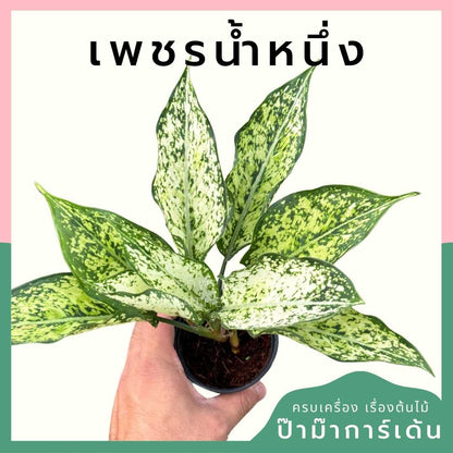 เพชรน้ำหนึ่ง ส่งพร้อมกระถาง 3 นิ้ว