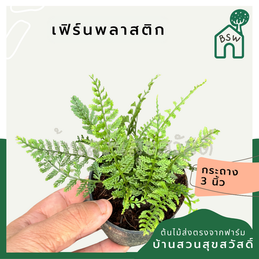 เฟิร์นพลาสติก ส่งพร้อมกระถาง 3 นิ้ว