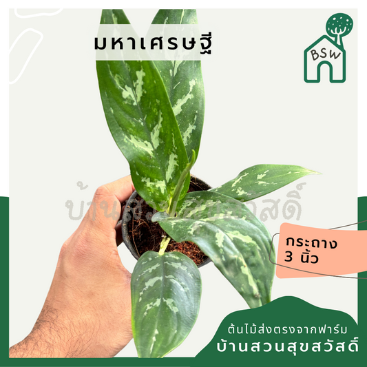 มหาเศรษฐี ส่งพร้อมกระถาง 3 นิ้ว
