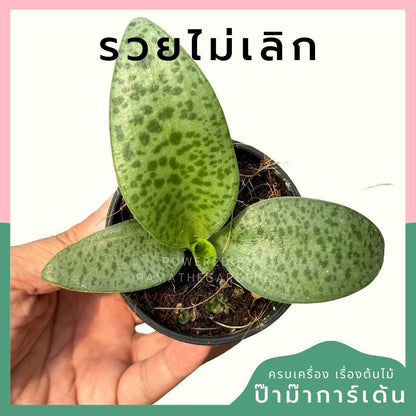 รวยไม่เลิก ส่งพร้อมกระถาง 3 นิ้ว