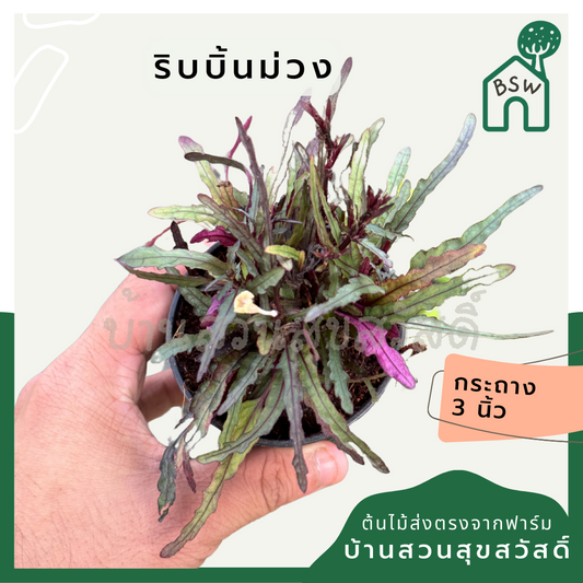 ริบบิ้นม่วง ส่งพร้อมกระถาง 3 นิ้ว