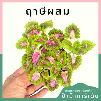 ฤาษีผสม ส่งพร้อมกระถาง 3 นิ้ว