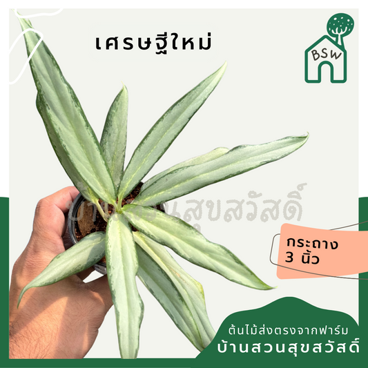 เศรษฐีใหม่ ส่งพร้อมกระถาง 3 นิ้ว
