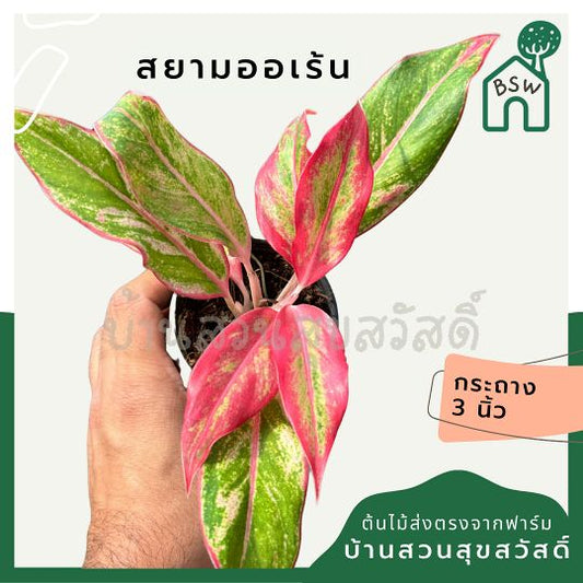 สยามออเร้น ส่งพร้อมกระถาง 3 นิ้ว