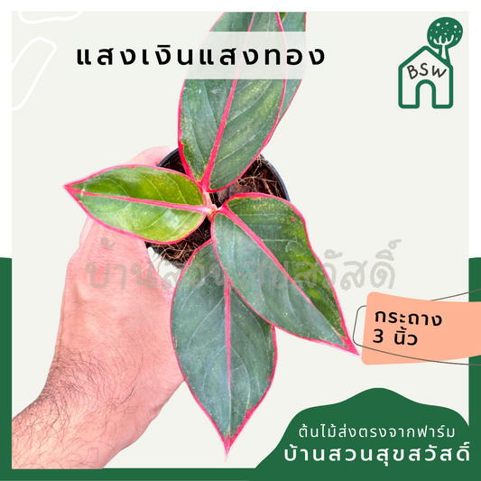 แสงเงินแสงทอง ส่งพร้อมกระถาง 3 นิ้ว