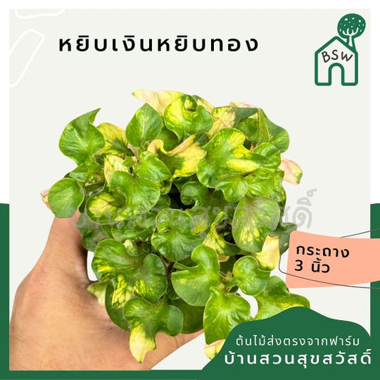 หยิบเงินหยิบทอง ส่งพร้อมกระถาง 3 นิ้ว