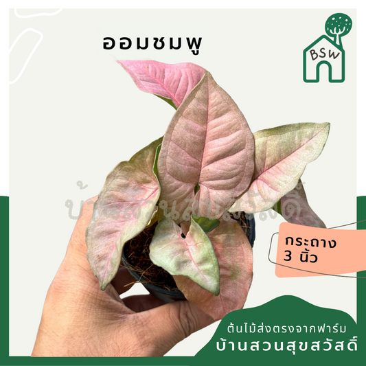 ออมชมพู ส่งพร้อมกระถาง 3 นิ้ว