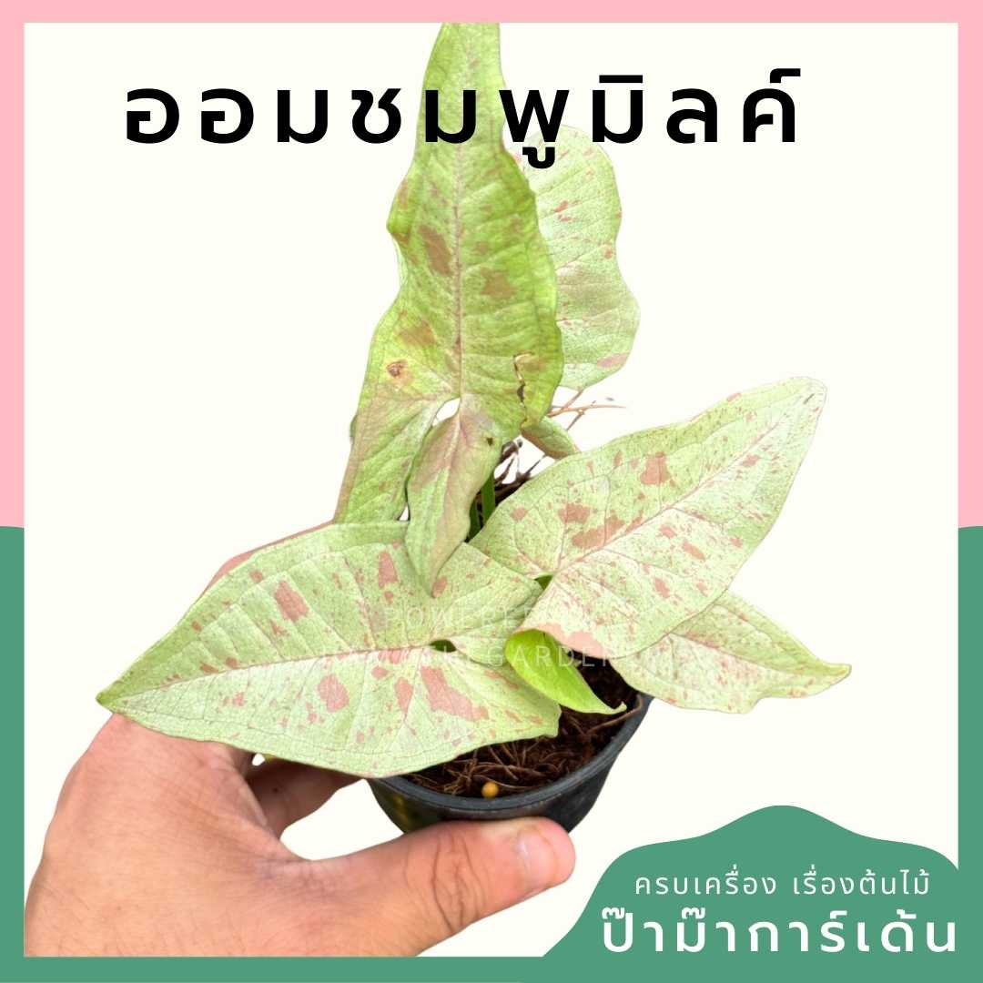 ออมชมพูมิลค์ ส่งพร้อมกระถาง 3 นิ้ว