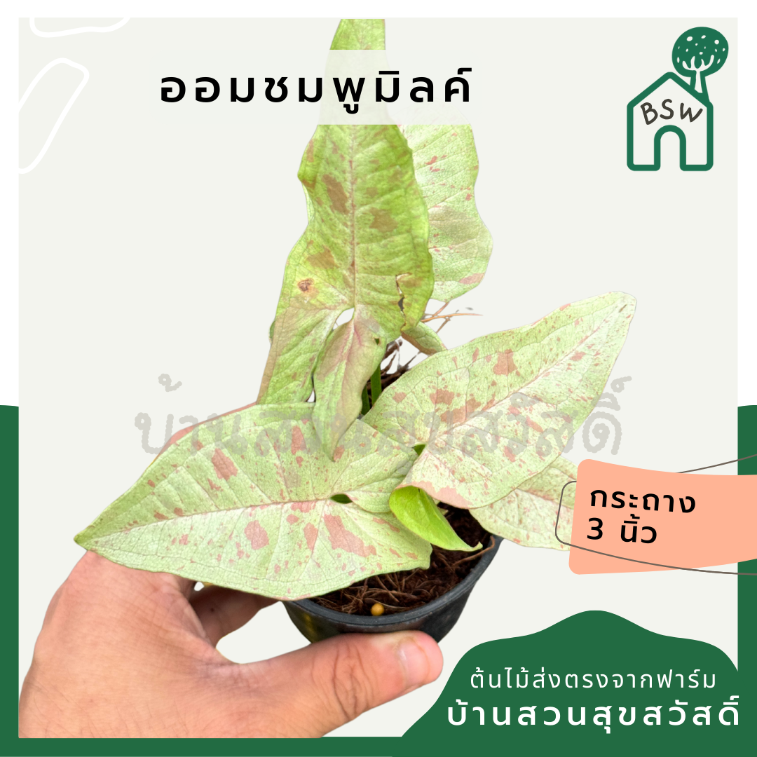 ออมชมพูมิลค์ ส่งพร้อมกระถาง 3 นิ้ว