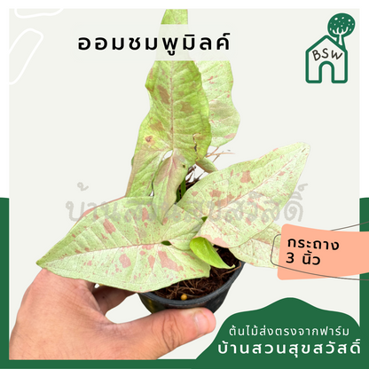 ออมชมพูมิลค์ ส่งพร้อมกระถาง 3 นิ้ว