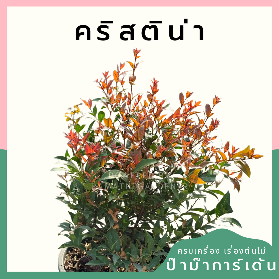 คริสติน่า กระถาง 5 นิ้ว