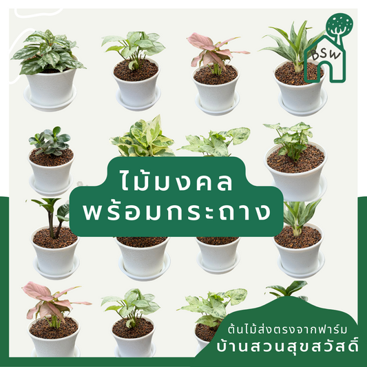 ต้นไม้พร้อมตั้ง ต้นไม้มงคล ใส่กระถางพลาสติกสีขาว