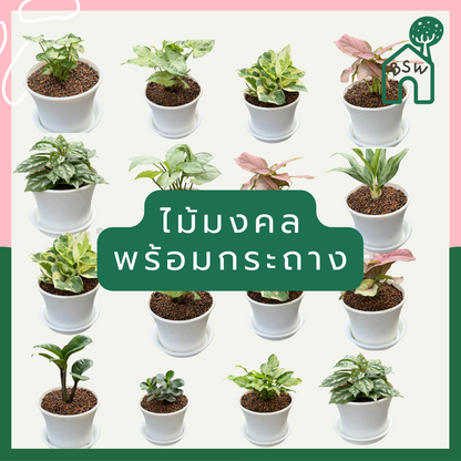 ต้นไม้พร้อมตั้ง ต้นไม้มงคล ใส่กระถางพลาสติกสีขาว