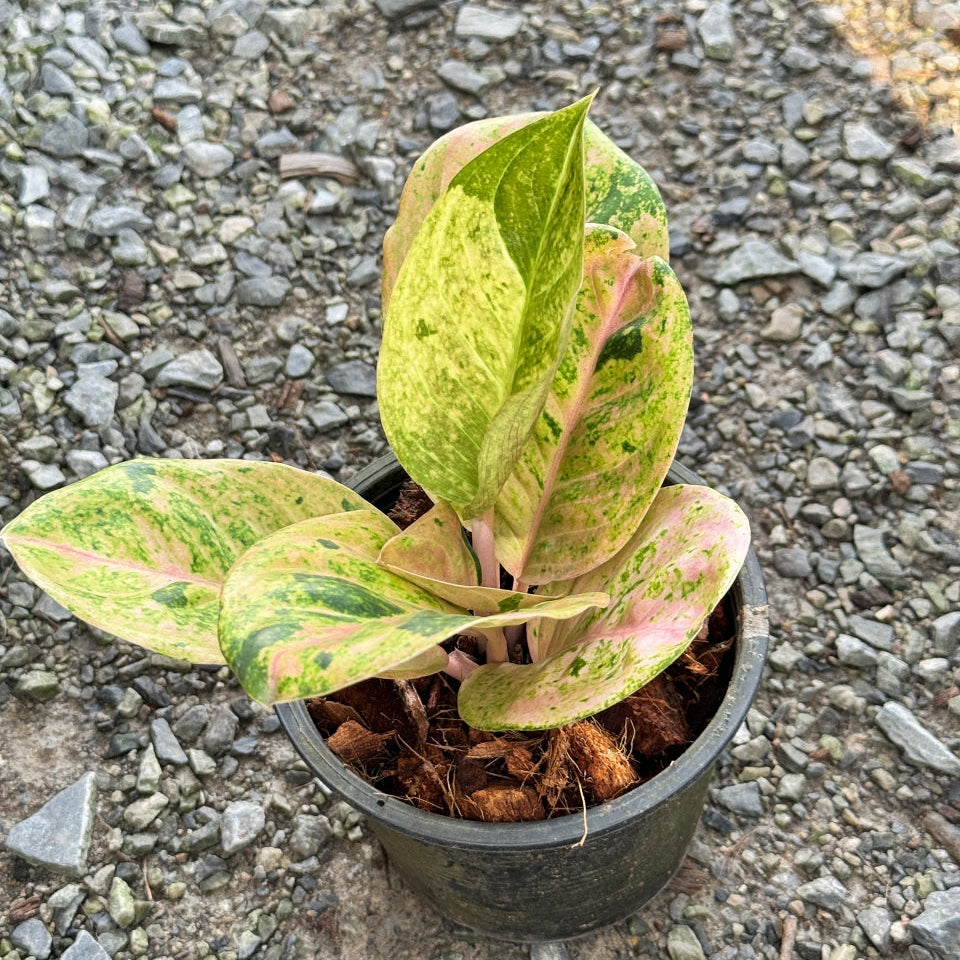 อโกลนีม่ากำไลทอง (Kamlai Thong) กระถาง 5 นิ้ว