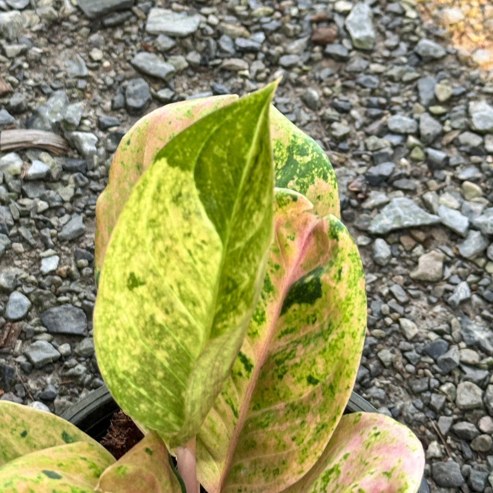 อโกลนีม่ากำไลทอง (Kamlai Thong) กระถาง 5 นิ้ว