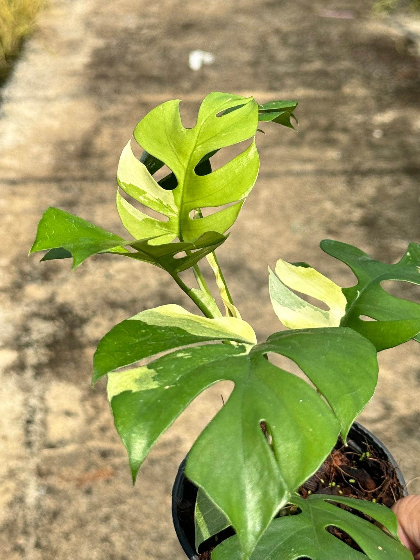 ต้นมอนสเตอร่า จินนี่ด่าง Monstera Jinny Variegated ใบสวย