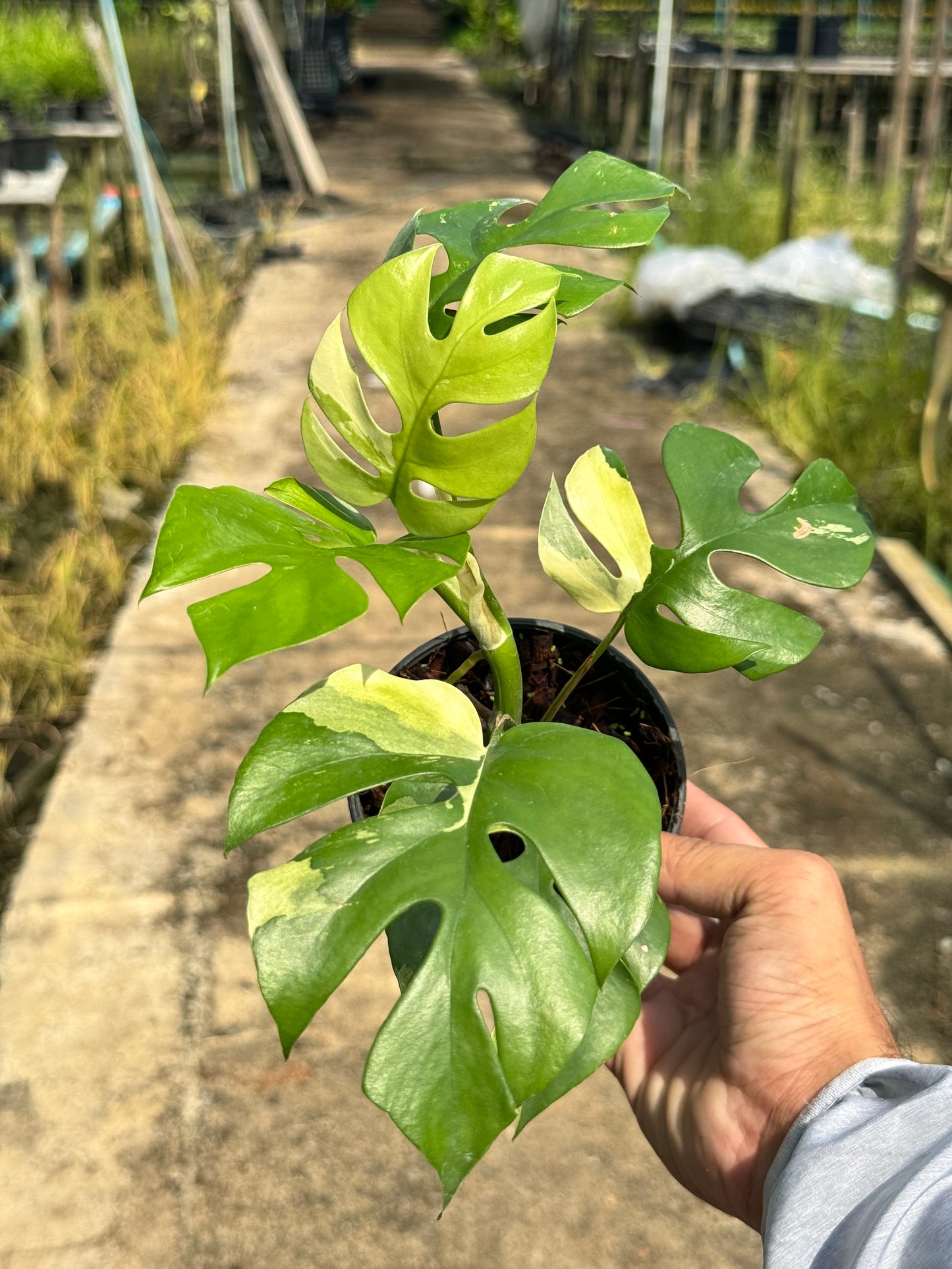 ต้นมอนสเตอร่า จินนี่ด่าง Monstera Jinny Variegated ใบสวย