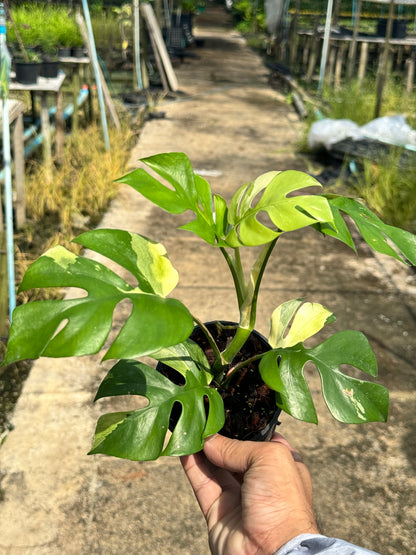 ต้นมอนสเตอร่า จินนี่ด่าง Monstera Jinny Variegated ใบสวย