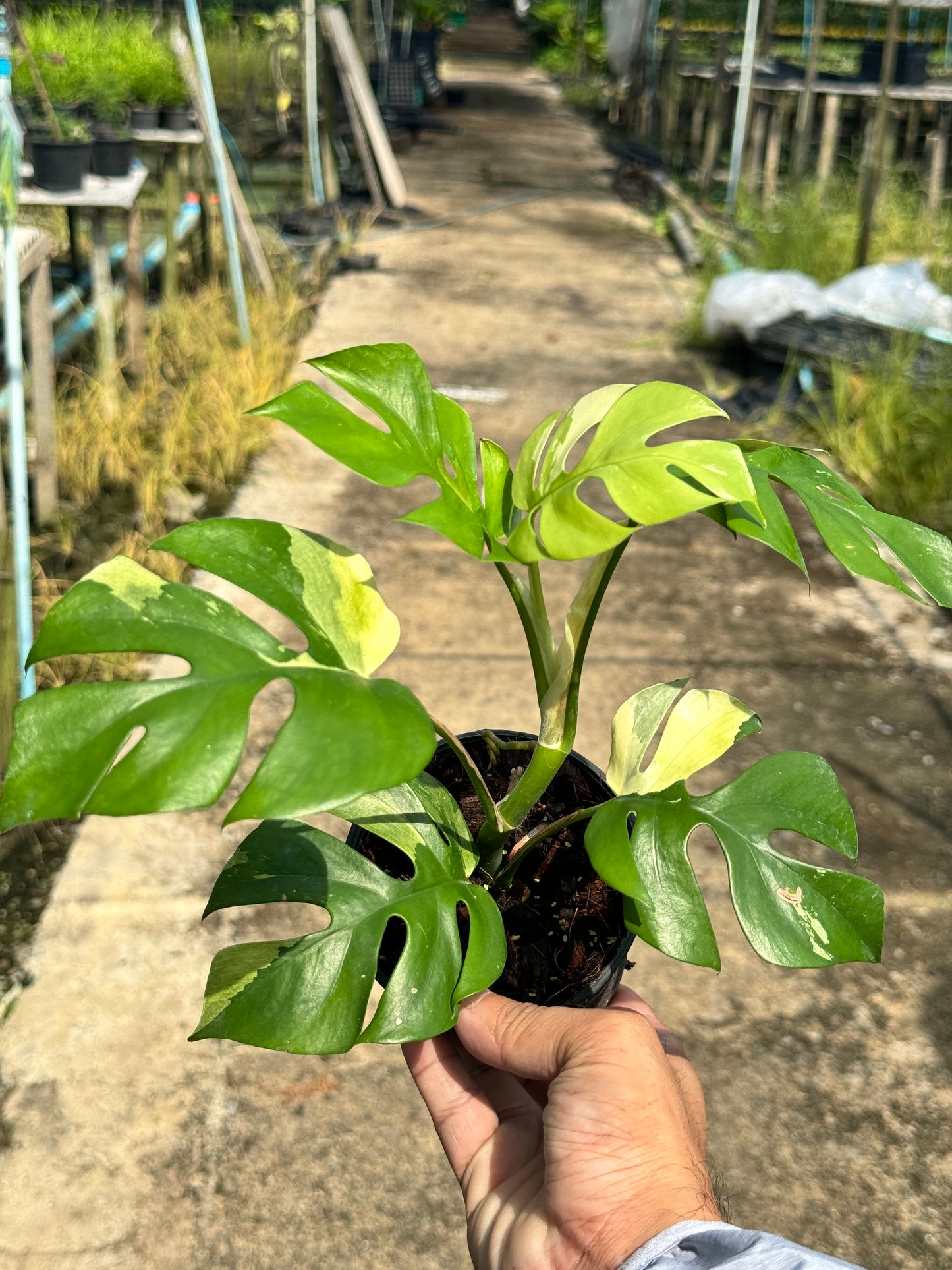 ต้นมอนสเตอร่า จินนี่ด่าง Monstera Jinny Variegated ใบสวย