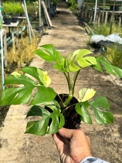 ต้นมอนสเตอร่า จินนี่ด่าง Monstera Jinny Variegated ใบสวย