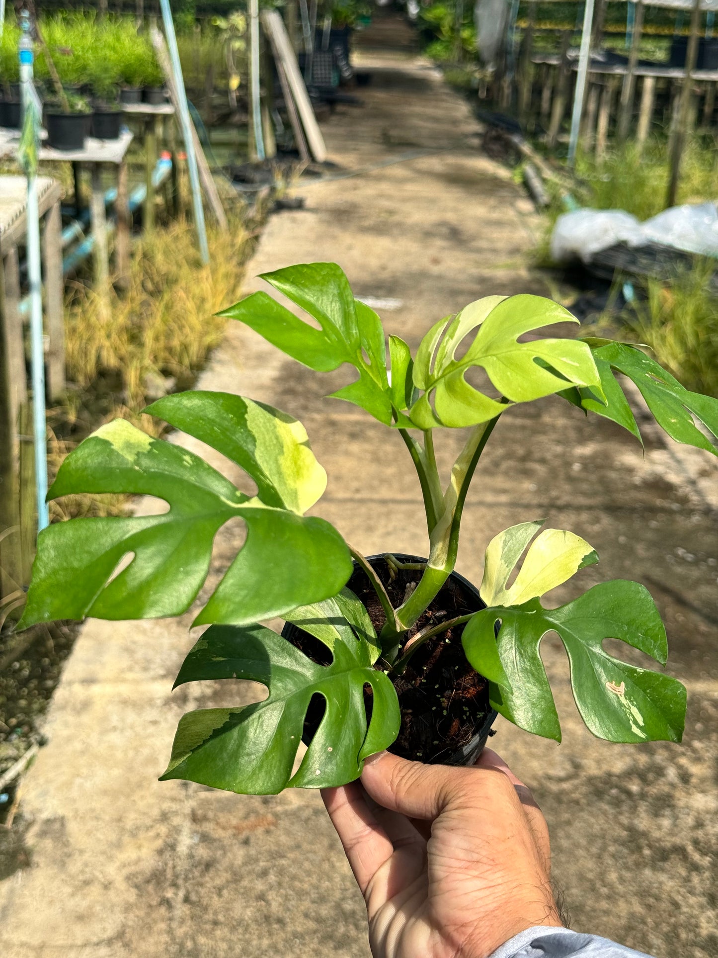 ต้นมอนสเตอร่า จินนี่ด่าง Monstera Jinny Variegated ใบสวย