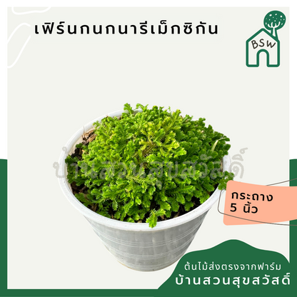 เฟิร์นกนกนารีเม็กซิกัน กระถาง 4 นิ้ว