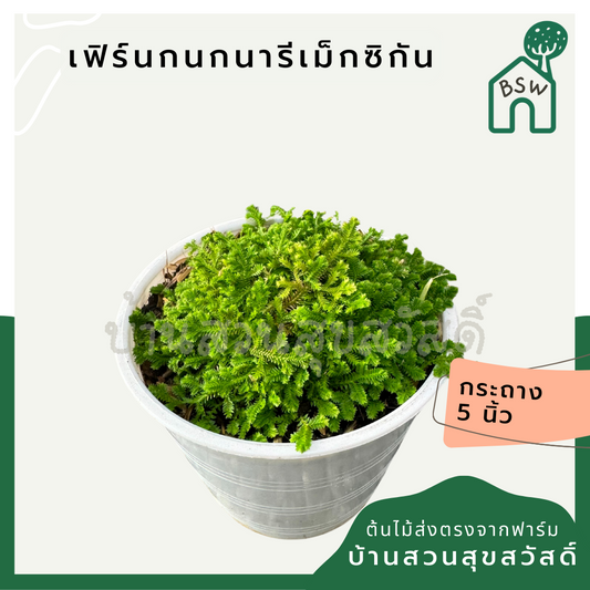 เฟิร์นกนกนารีเม็กซิกัน กระถาง 4 นิ้ว