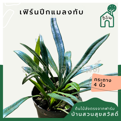 เฟิร์นปีกแมลงทับ Microsorum thailandicum 4นิ้ว