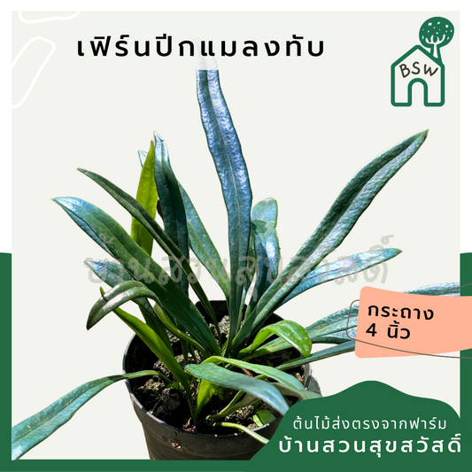 เฟิร์นปีกแมลงทับ Microsorum thailandicum 4นิ้ว