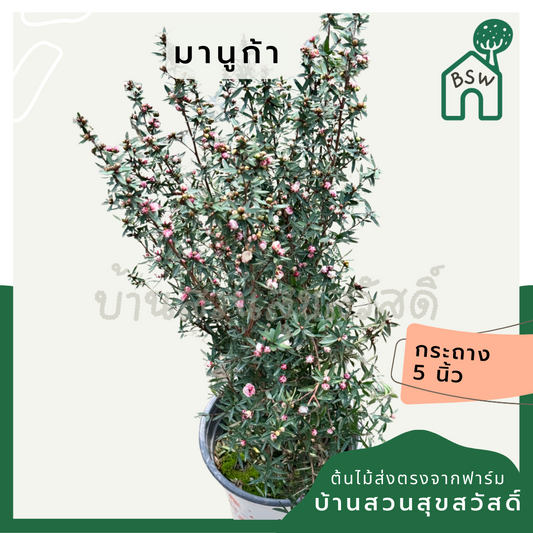 มานูก้า กระถาง 5 นิ้ว สินค้านำเข้า
