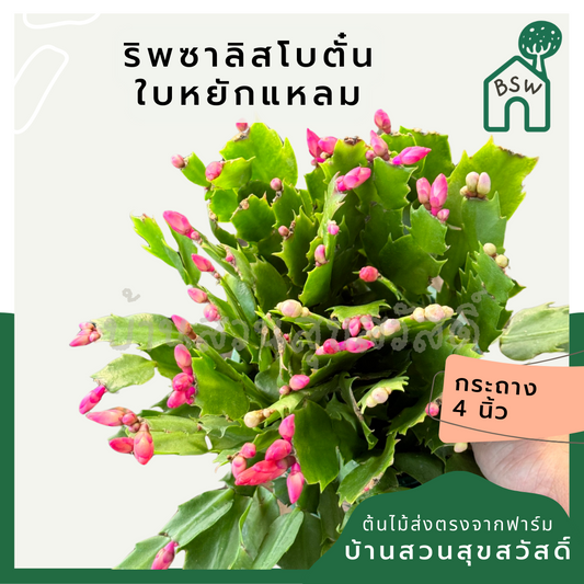 ริพซาลิส โบตั๋นแคระ กระถาง 4-5 นิ้ว