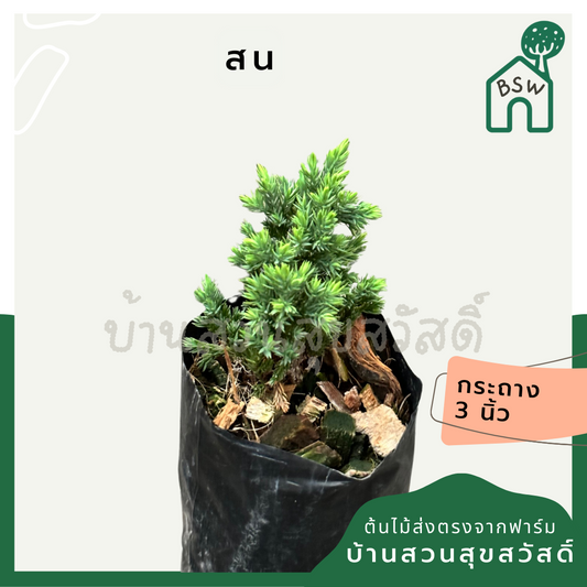 สนจูนิเปอร์แคระ ถุงดำ