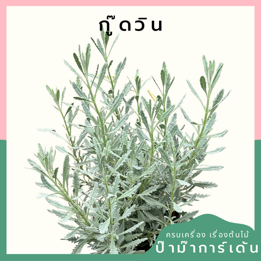 ลาเวนเดอร์ สายพันธุ์ กู๊ดวิน กระถาง 6-8 นิ้ว