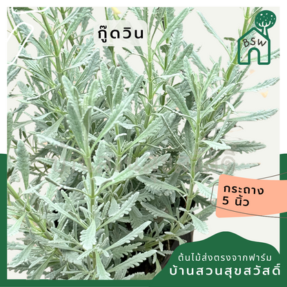 ลาเวนเดอร์ สายพันธุ์ กู๊ดวิน กระถาง 6-8 นิ้ว