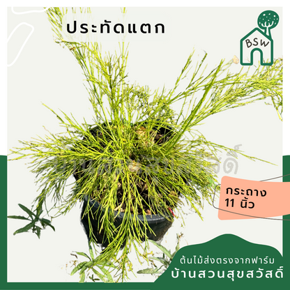 ประทัดแตก พร้อมกระถาง 11 นิ้ว คละสีดอก