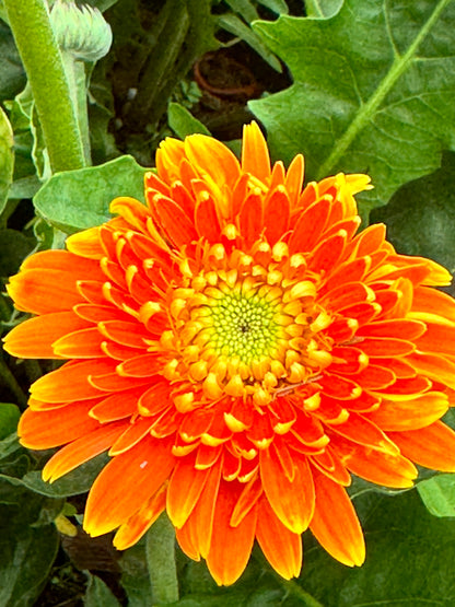 ต้นเยอบีร่า Gerbera คละสีนะคะ
