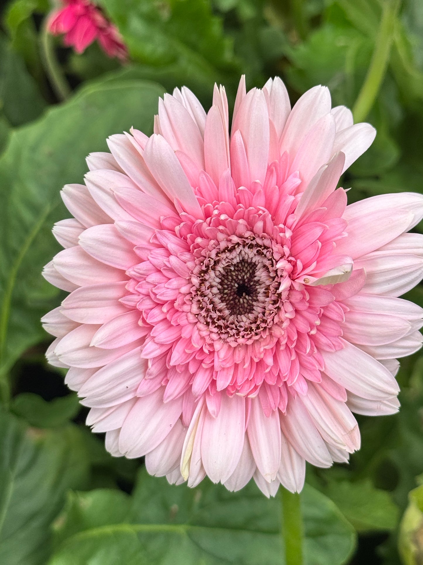 ต้นเยอบีร่า Gerbera คละสีนะคะ