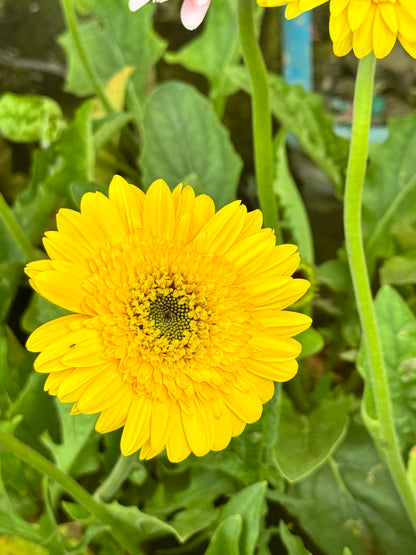 ต้นเยอบีร่า Gerbera คละสีนะคะ