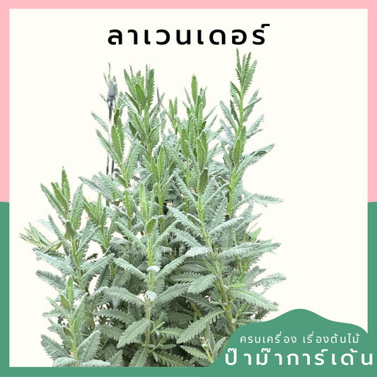 ต้นลาเวนเดอร์ ไฮบริด ส่งพร้อมกระถาง 8 นิ้ว หรือถุงดำ